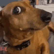 a close up of a dachshund looking at the camera with its eyes closed .