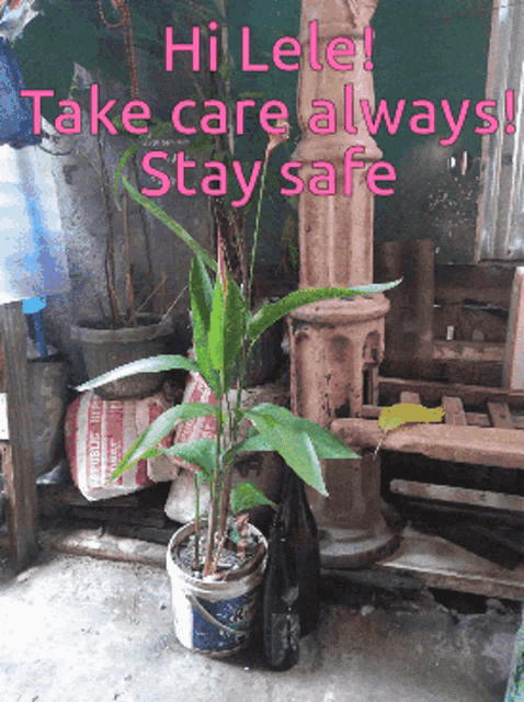 a picture of a potted plant with the words hi lele take care always stay safe