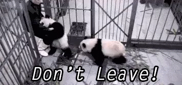 Don'T Leave GIF - Panda GIFs