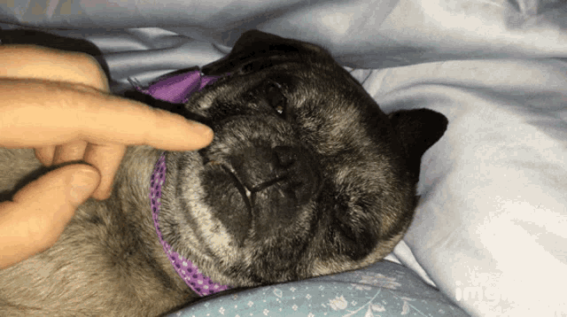 a dog with a purple collar is being petted by a person