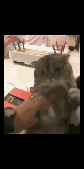 a cat is being petted by a person in front of a book that says ' dell 2015 '