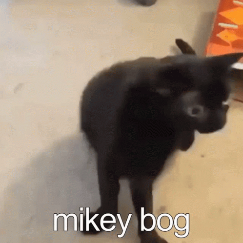 Mikey Bog GIF - Mikey Bog Bigfootjinx GIFs