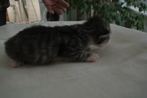 Katt GIF - Katt GIFs