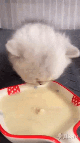 a white kitten is drinking from a bowl with a red and white rim