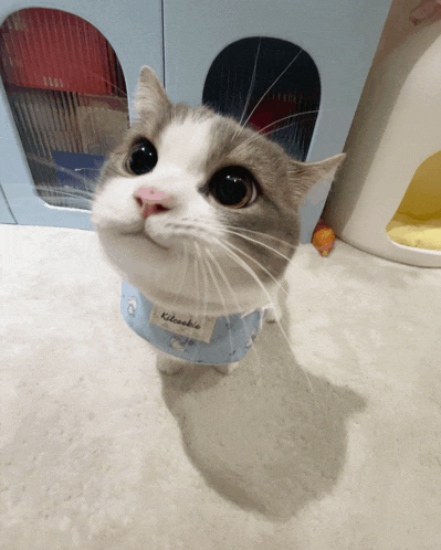 a gray and white cat wearing a blue bib that says kiloskia