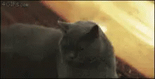 Pissed Cat GIF - Pissed Cat Staring Cat GIFs