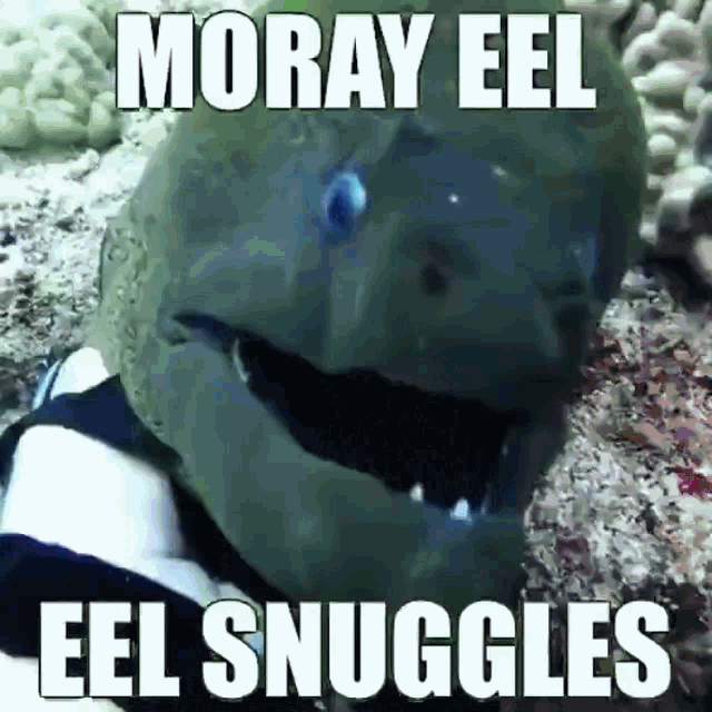 Moray Eels Eel GIF - Moray Eels Moray Eel Eel GIFs