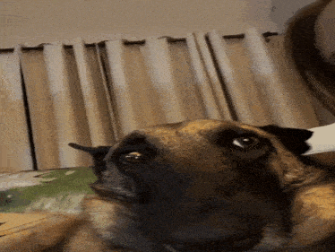 a close up of a dog looking at the camera with a woman in the background