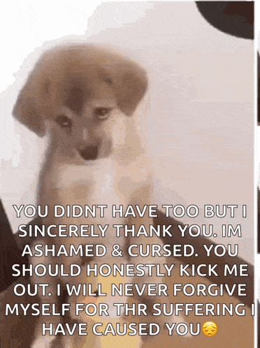 a picture of a dog with a caption that says " you didn t have too but i sincerely thank you