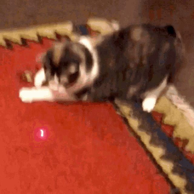 Laser Cat GIF - Laser Cat Cute GIFs