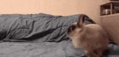 a cat is sitting on a bed with a blue blanket .