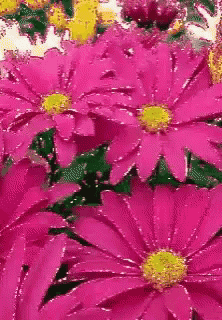 a bunch of pink and yellow flowers with a yellow center