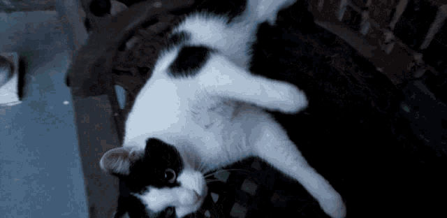 a black and white cat is laying on its back on a chair