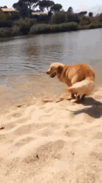 a dog is jumping into the water on a beach