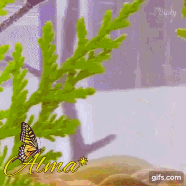 Bonito Alma GIF - Bonito Alma Butterfly GIFs