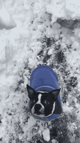 Boston Terrier Snow GIF - Boston Terrier Snow Dogs GIFs