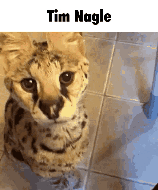 a close up of a cat with the name tim nagle written above it