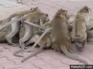 Monkey Monkey Fight GIF - Monkey Monkey Fight Fight GIFs