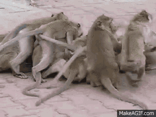 a group of monkeys are sitting on a brick sidewalk .