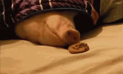 Zondag GIF - Pig Cute Hungry GIFs