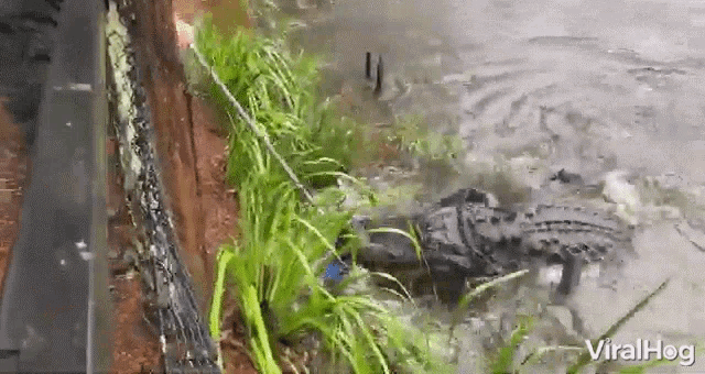 Rescuing Alligator Push GIF - Rescuing Alligator Push Lake GIFs