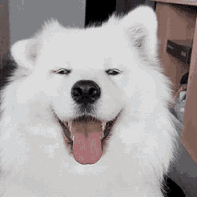 a white dog with its tongue hanging out .