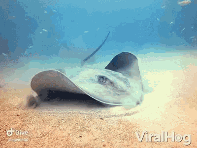 a stingray is swimming in the ocean with the words viralhog in the corner