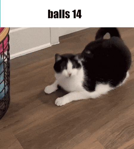 a black and white cat laying on the floor next to a basket that says balls 14 on it