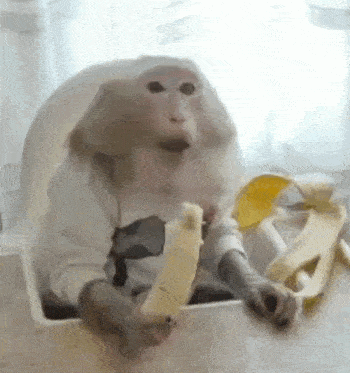 Monk Monkey GIF - Monk Monkey Banana GIFs