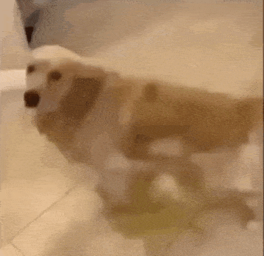 a dog is standing in a bathtub with a yellow liquid on the floor .