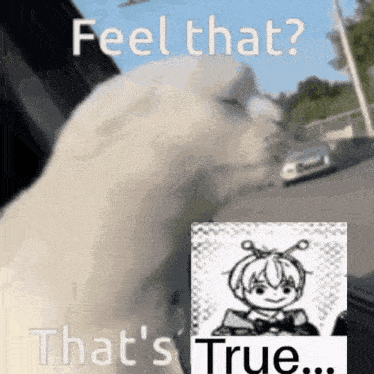 a cat is sitting in a car with a picture of a girl and the words `` feel that ? that 's true '' .