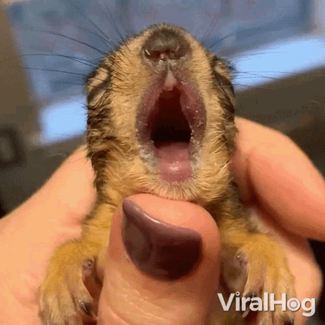 Yawn Viralhog GIF - Yawn Viralhog Sleepy GIFs