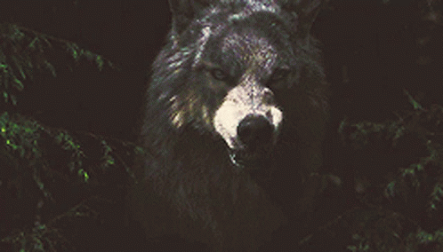 Wolf In Woods Tom Mc Nair GIF - Wolf In Woods Tom Mc Nair Being Human GIFs
