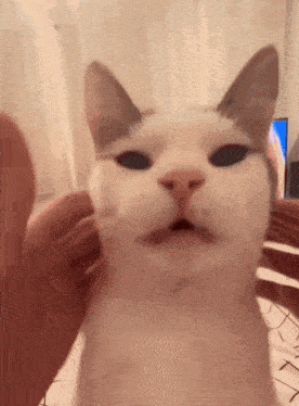 Cat Stroking Face Meme Cat Stroking Meme GIF - Cat Stroking Face Meme Cat Stroking Meme French Cat Tiktok GIFs