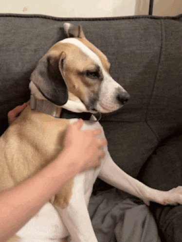 a brown and white dog is being petted on a couch