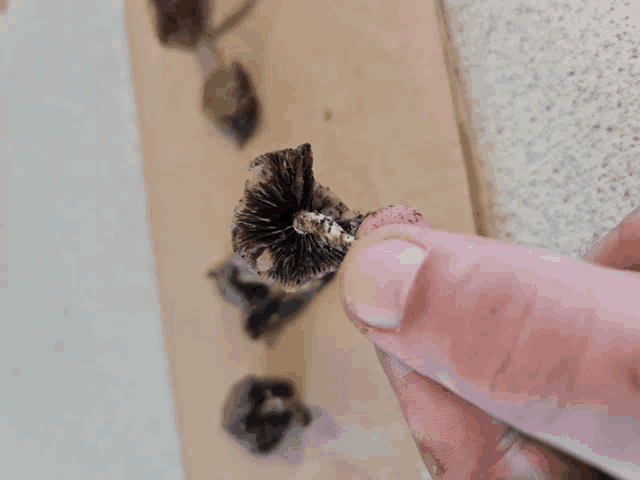 a person holding a mushroom in their hand