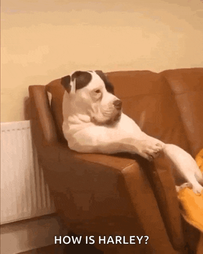 a white and black dog is laying on a brown couch and asking how is harley ?