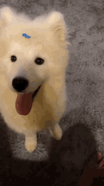 a white dog has a blue sticker on its head