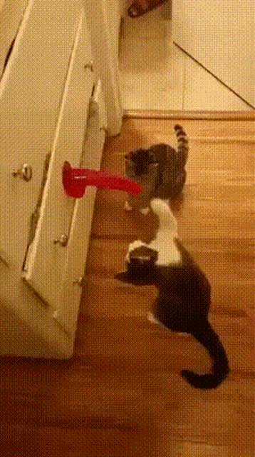 a black and white cat is playing with a red toy
