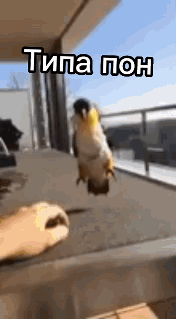 a parrot is jumping in the air while a person holds a knife .