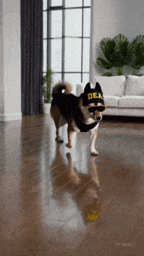 a dog wearing a dea hat and sunglasses stands in a living room