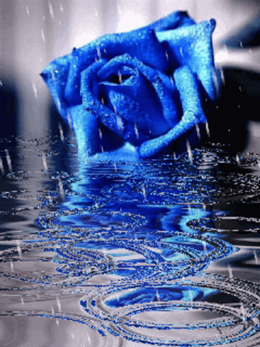 Blue Rose Raining GIF - Blue Rose Raining Rain Drops GIFs