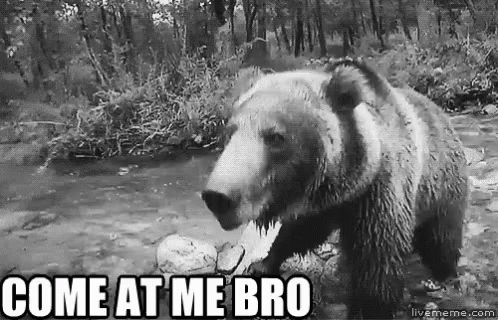 Bear Come At Me Bro GIF - Bear Come At Me Bro GIFs