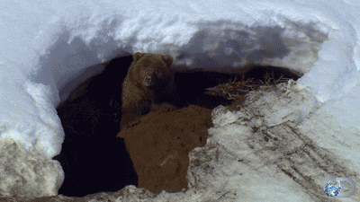 a bear is looking out of a hole in the ground