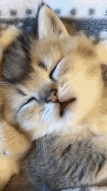 Cute Cat Nya GIF - Cute Cat Nya Mimimi GIFs