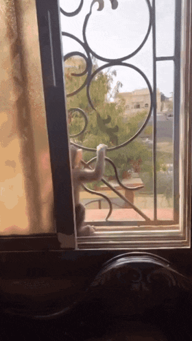 a cat is looking out a window with a wrought iron fence