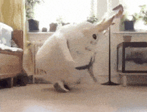 a white rabbit is dancing on the floor in a room