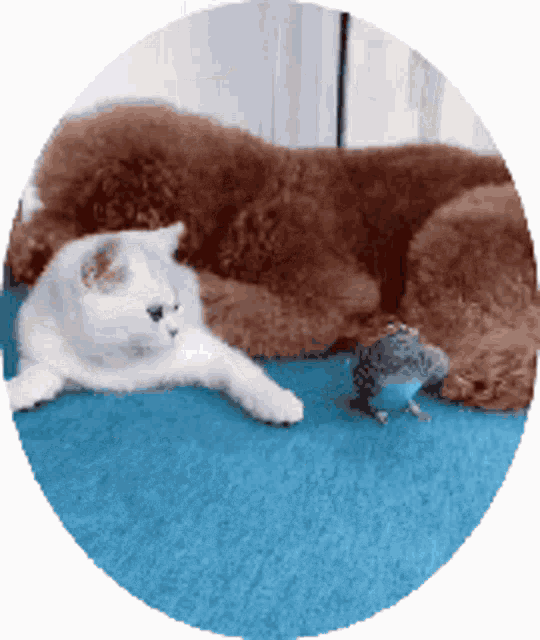 Cat Dog GIF - Cat Dog Bird GIFs
