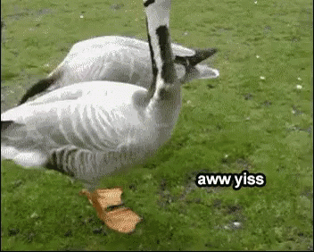 Goose GIF - Goose Geese GIFs