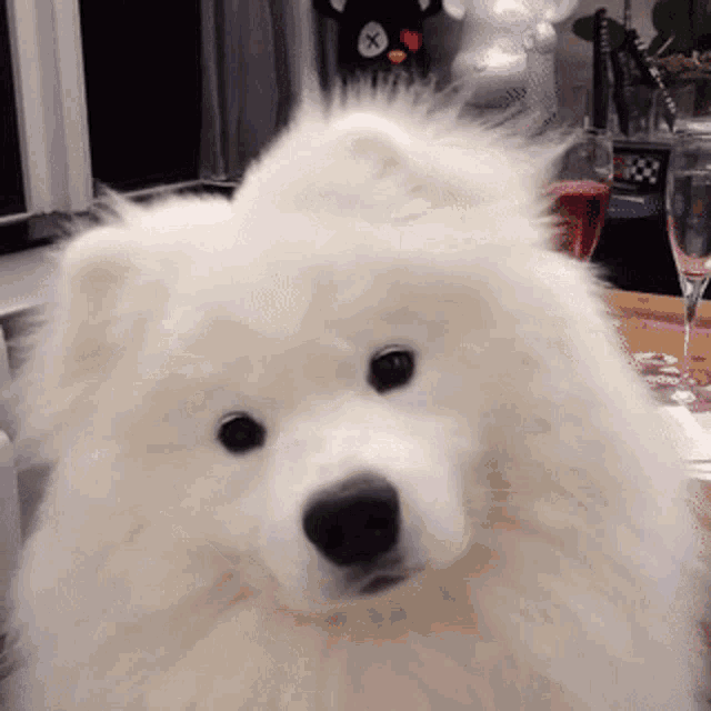 Confused Dog GIF - Confused Dog Pet GIFs